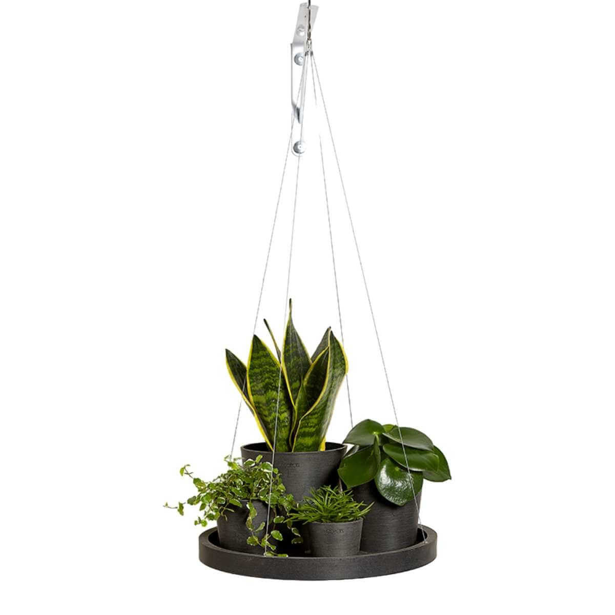 Hanging saucer with plants
